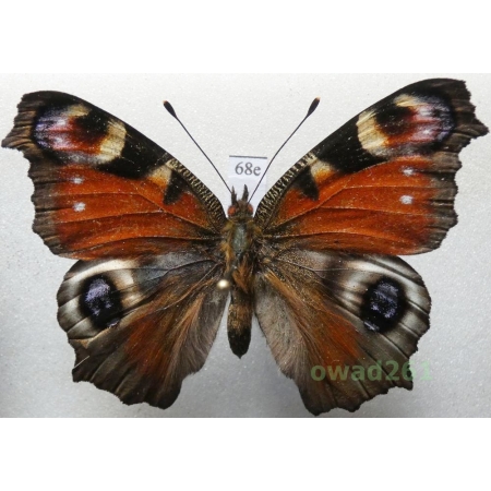 Aglais io (Linnaeus, 1758) Poland68e